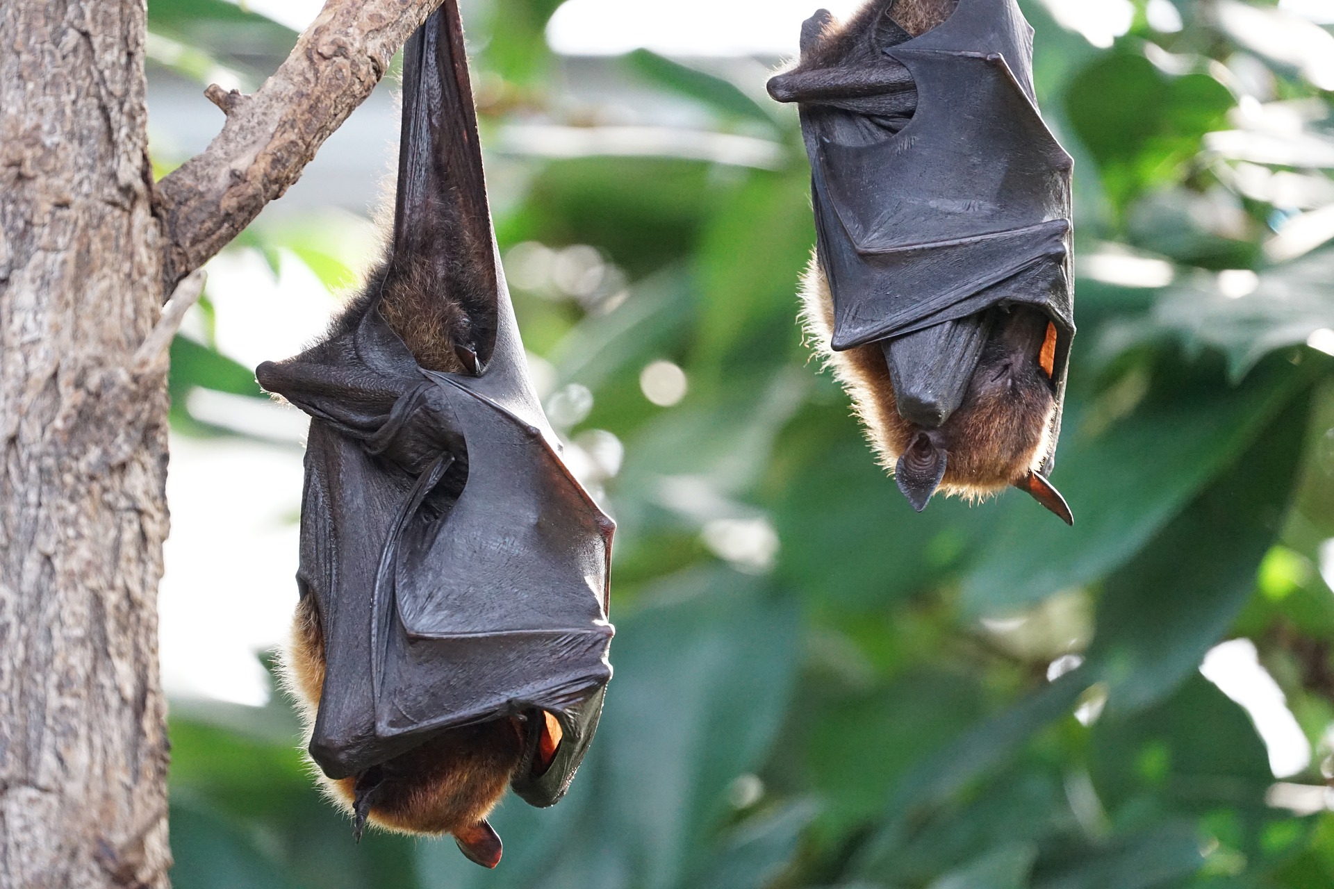 S1E3 Myth-Understood: Busting Bat Myths