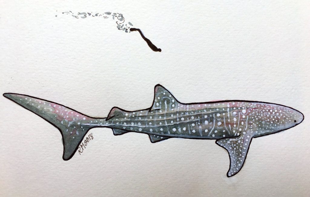 #SundayFishSketch: Whale Shark