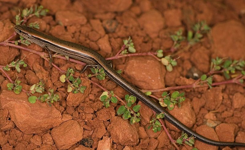 800px-Little_Brown_Skink_Scincella_lateralis