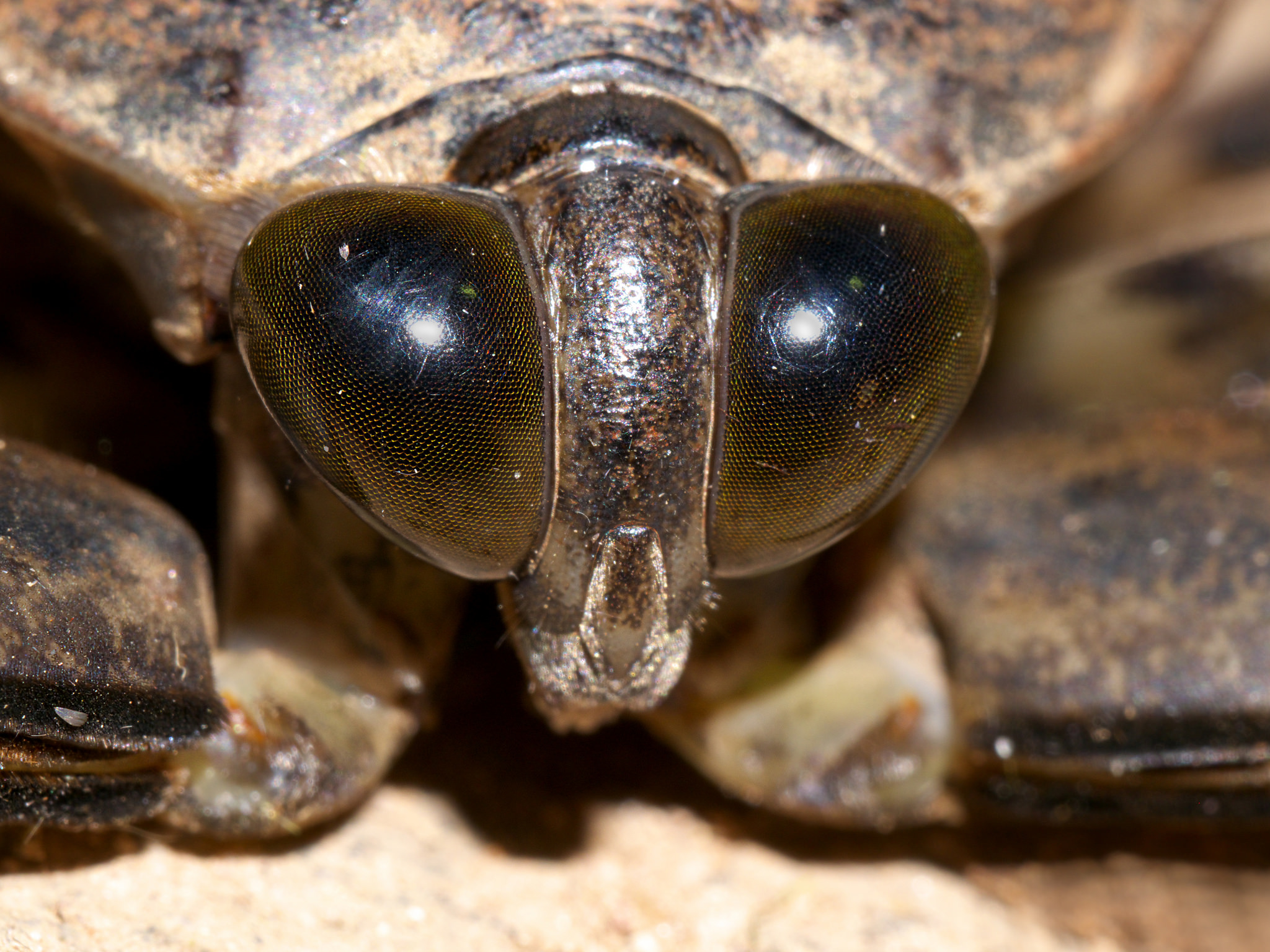 The Electric-Light-Loving, Scuba-Diving, Toe-Biting, Giant Water Bug