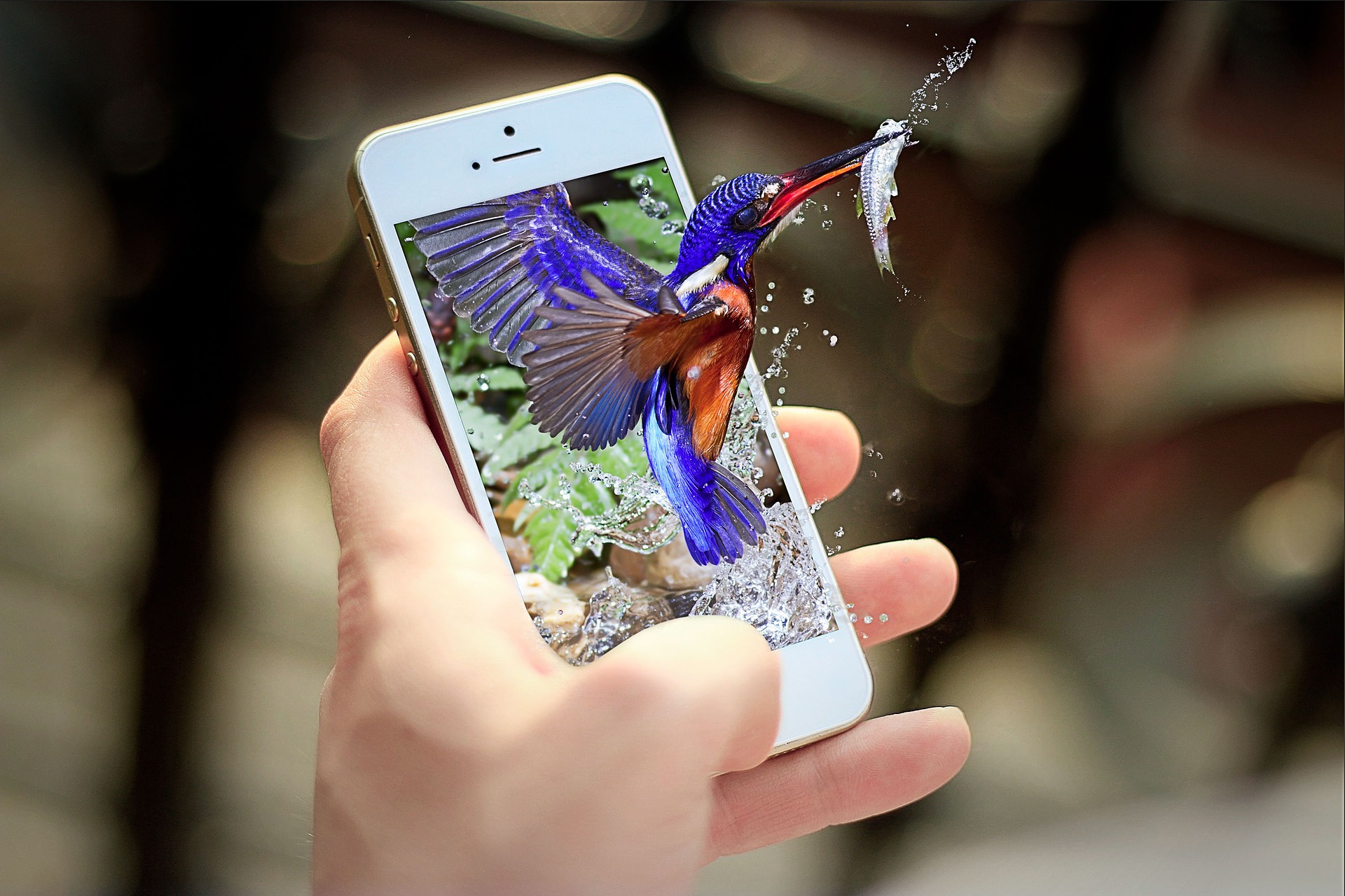Birding by Smartphone