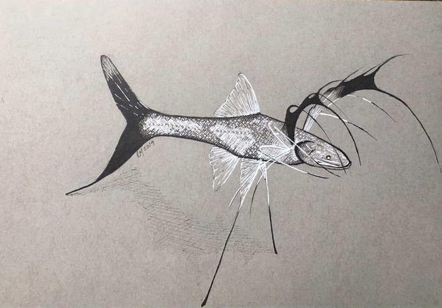 #SundayFishSketch| Tripodfish