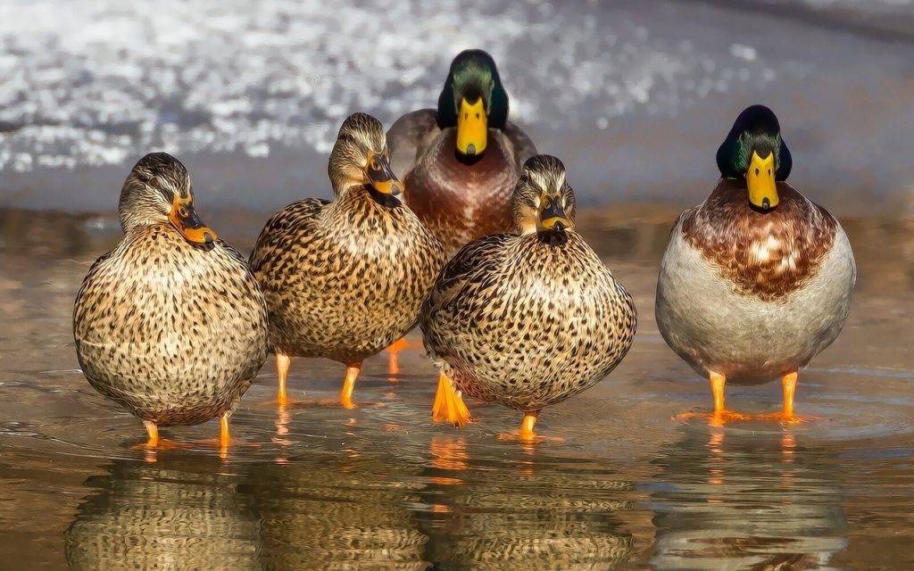 TWL Hiking Club| Mallards are Actually Really Awesome