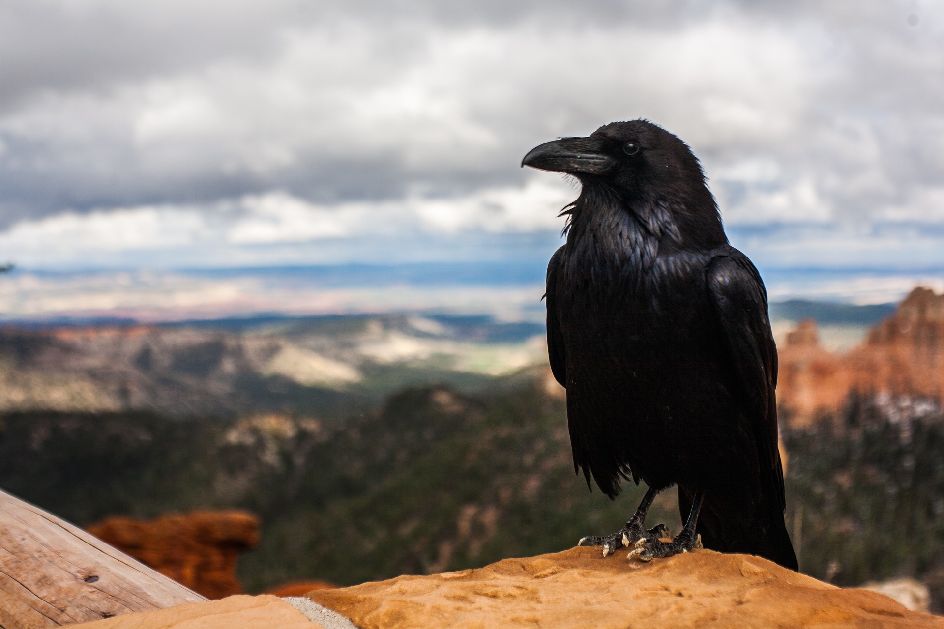 TWL Hiking Club| Ravens and Crows