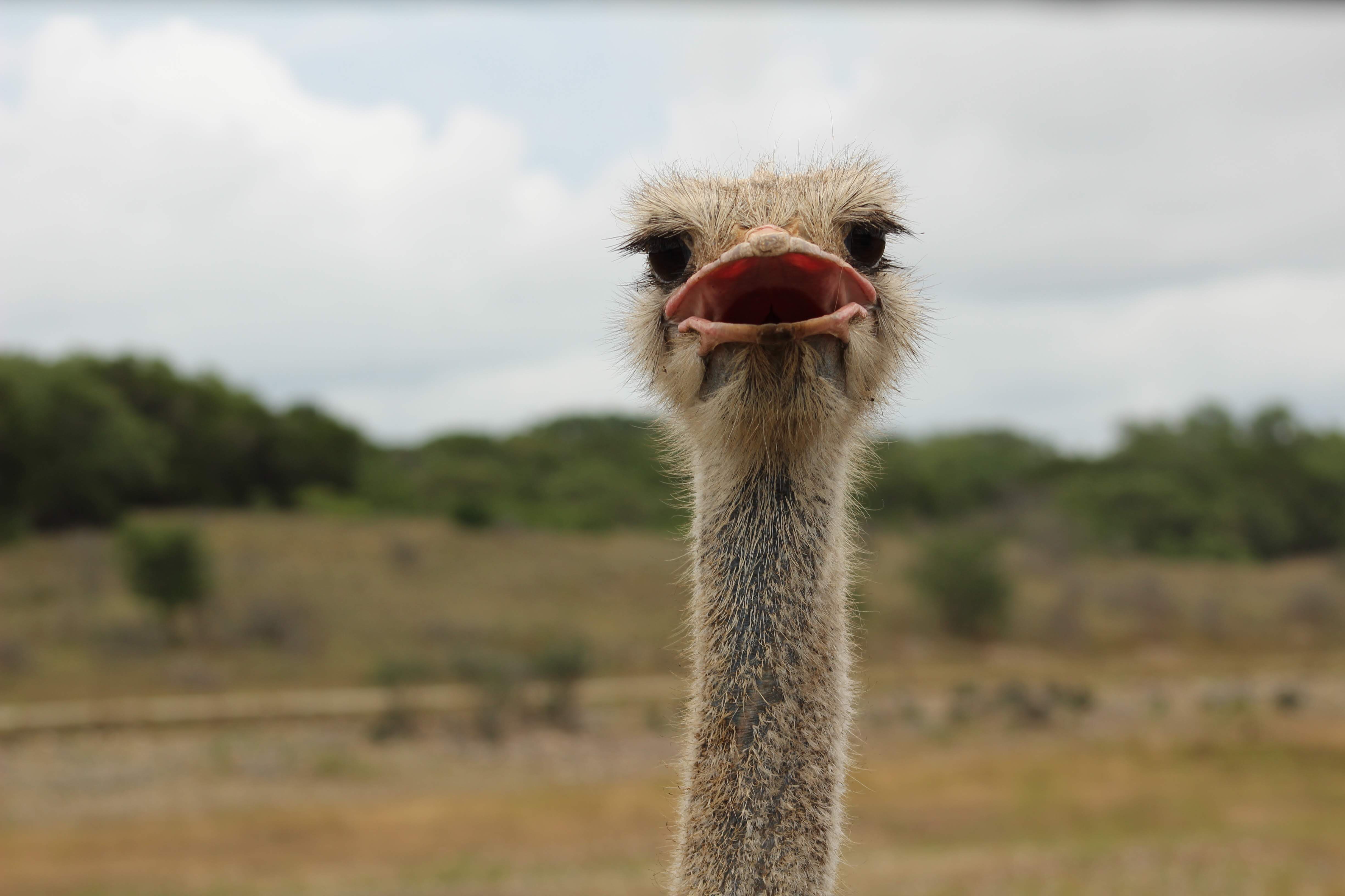 Get your head out of the sand! Ostriches are actually pretty amazing.