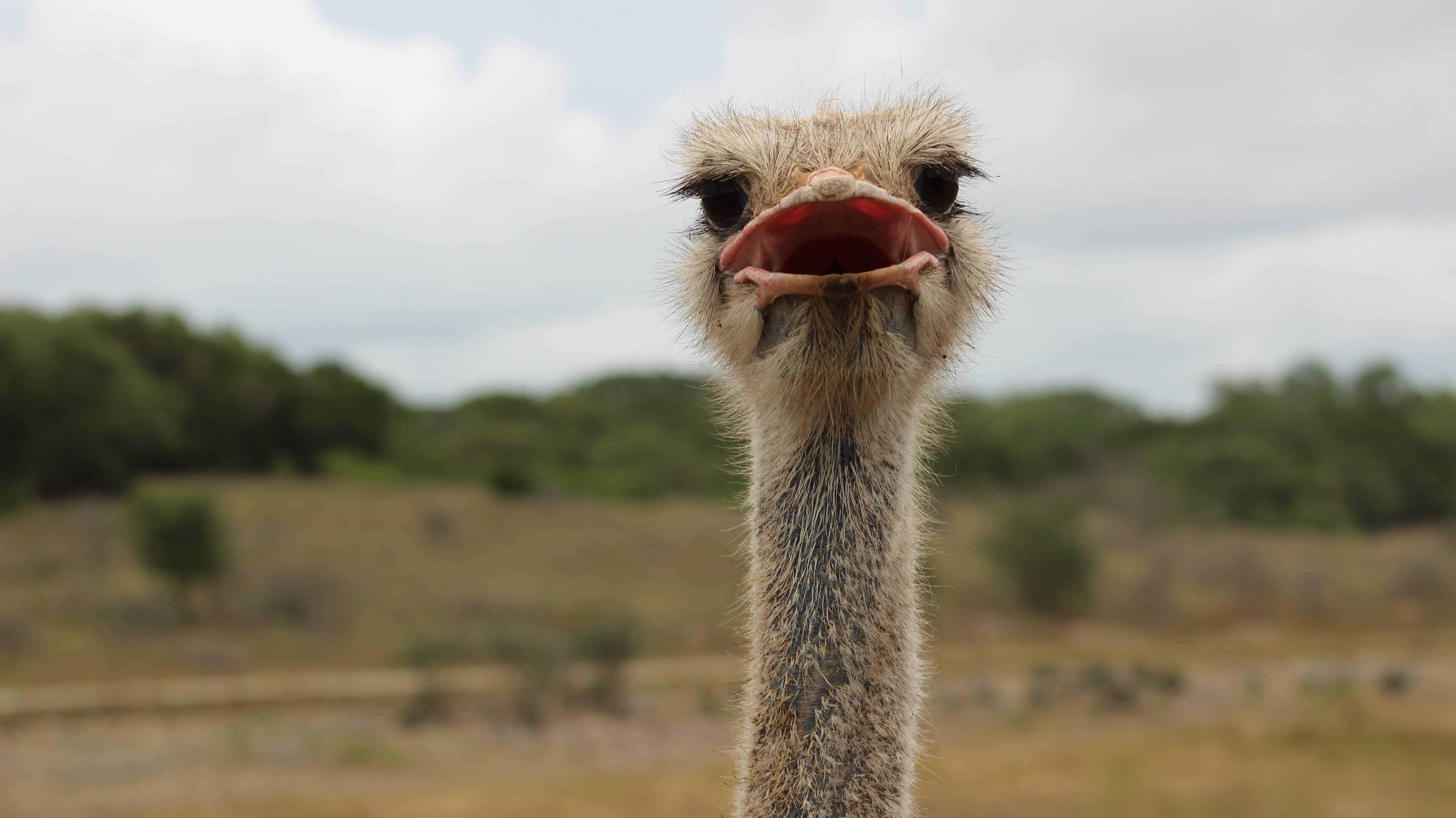 all about ostriches