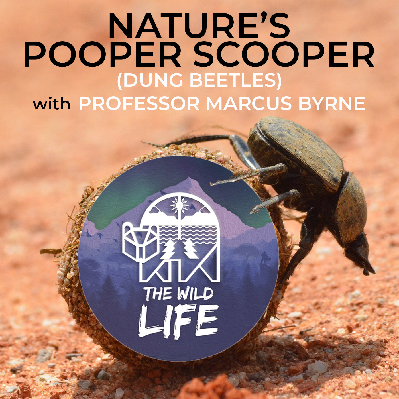Nature’s Pooper Scooper (Dung Beetles!) with Professor Marcus Byrne