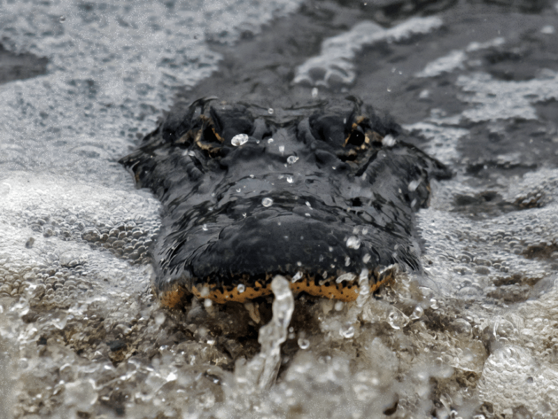 Dispatches from Somewhere #5| American Alligator
