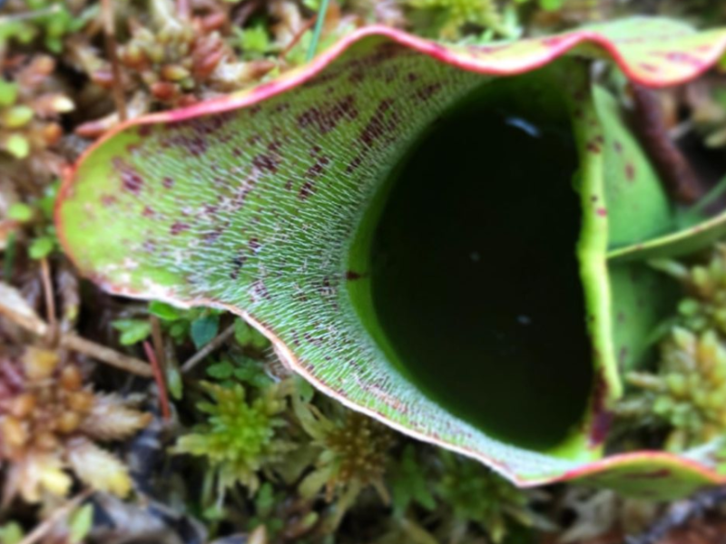Dispatches From Somewhere #7: Pitcher Plants