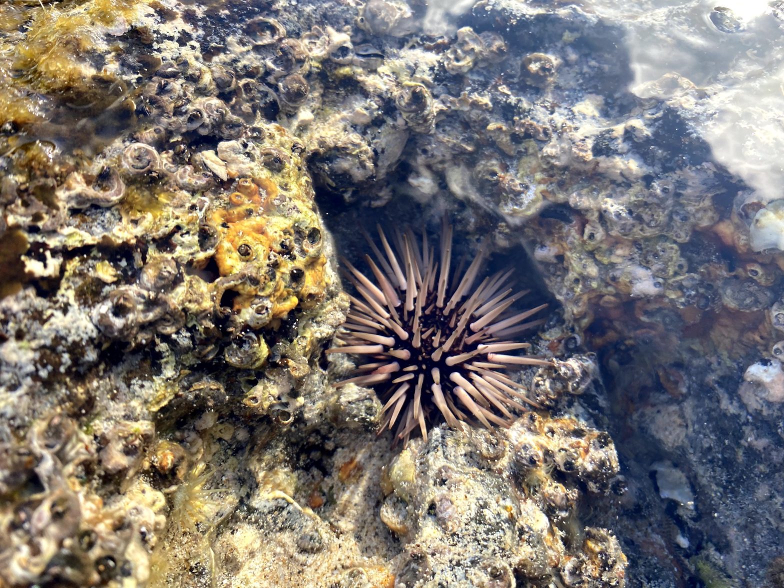 Dispatches from Somewhere #6: The Indo-Pacific Rock-Boring Urchin