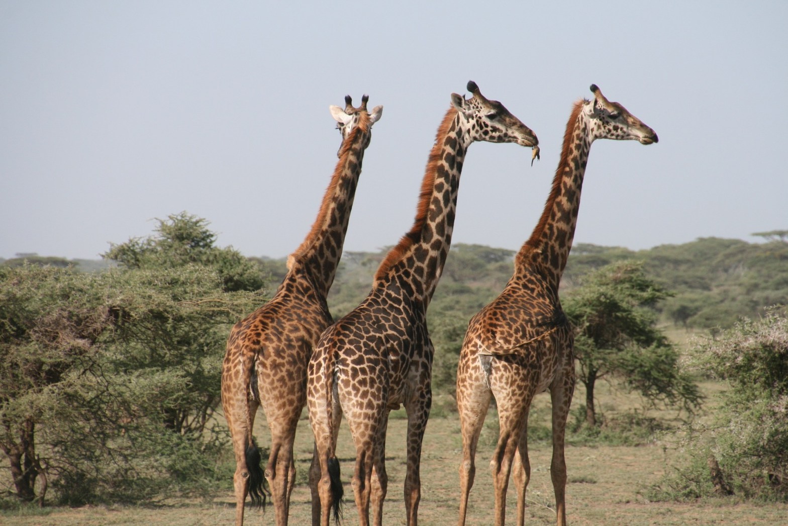 Giraffes Need Friends, Too