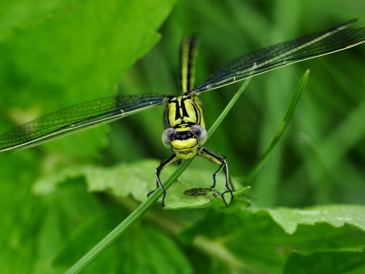 Dragonflies & Damselflies: What’s the Difference?