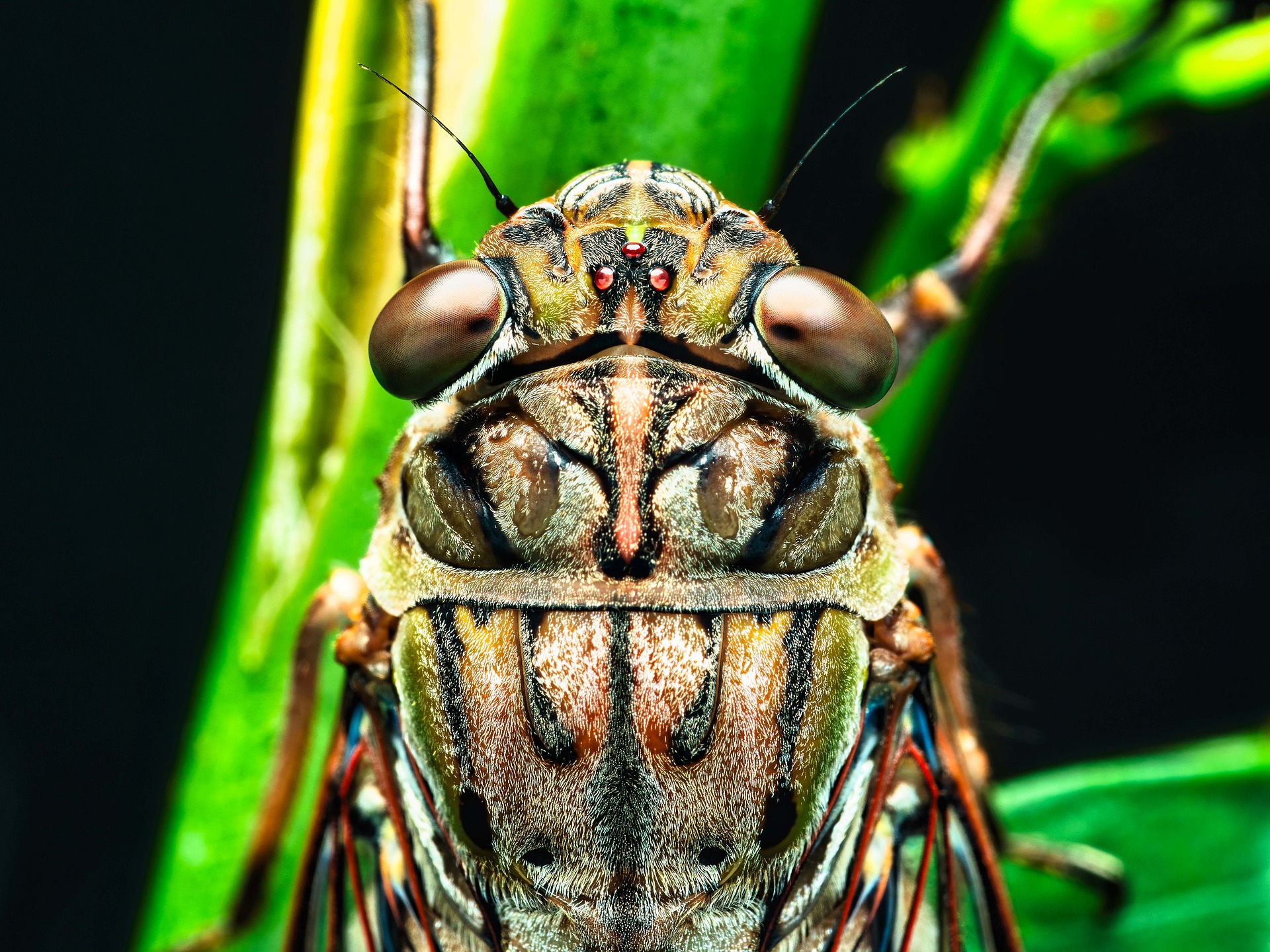 The Wild Life 8D Soundscapes: Summer Cicadas