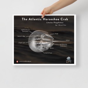 Horseshoe Crab Anatomy (Dorsal) Educational Poster
