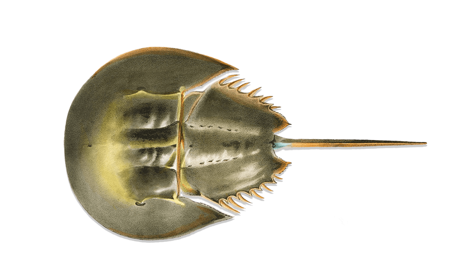 The Wild Life of the Horseshoe Crab