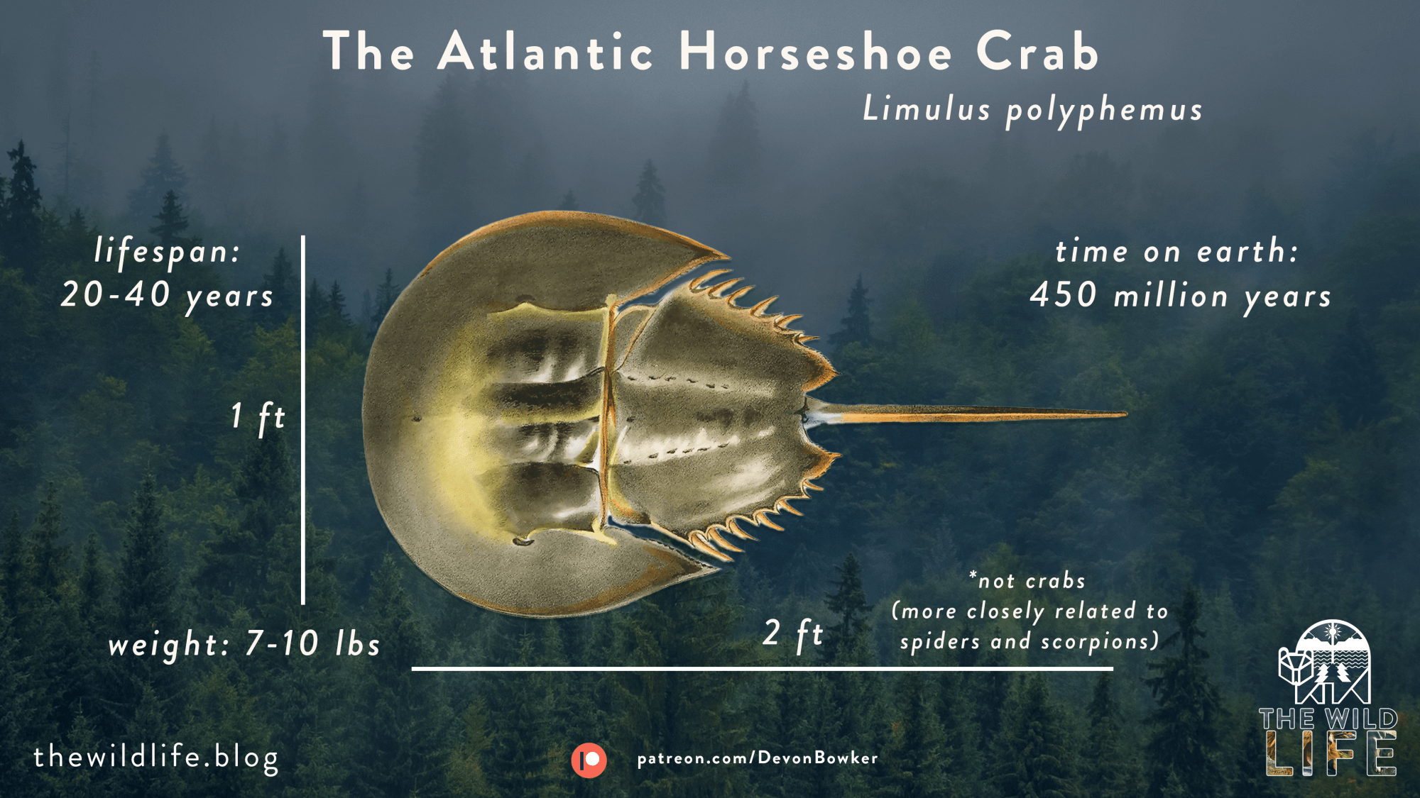 The Wild Life of the Horseshoe Crab