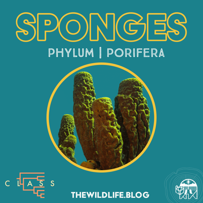 Class S1E1 The Sponge Plunge