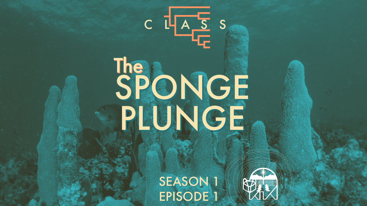Class S1E1: The Sponge Plunge