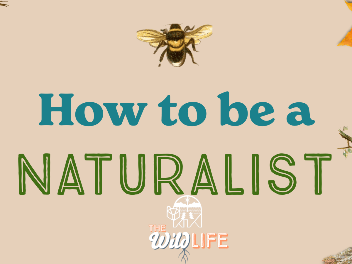 How to be a Naturalist