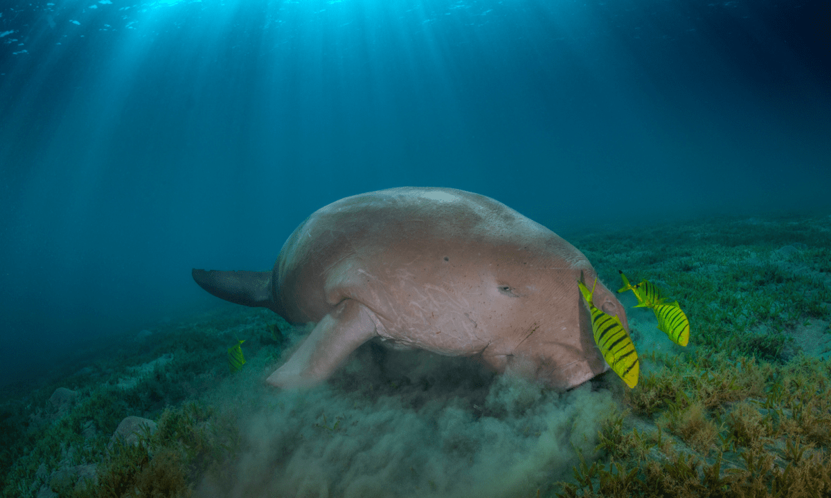 New Study Suggests the Dugong is ‘Functionally Extinct in China