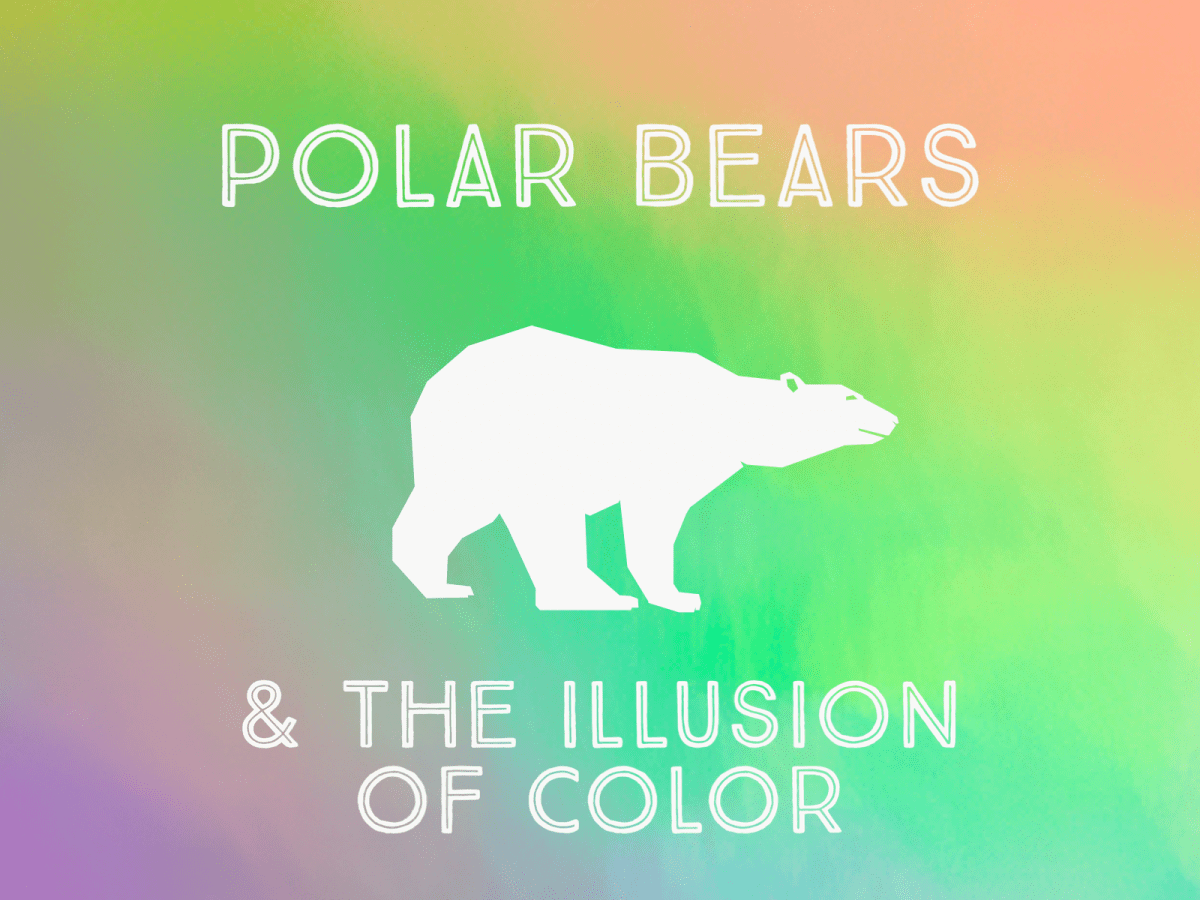 Polar Bears & the Illusion of Color