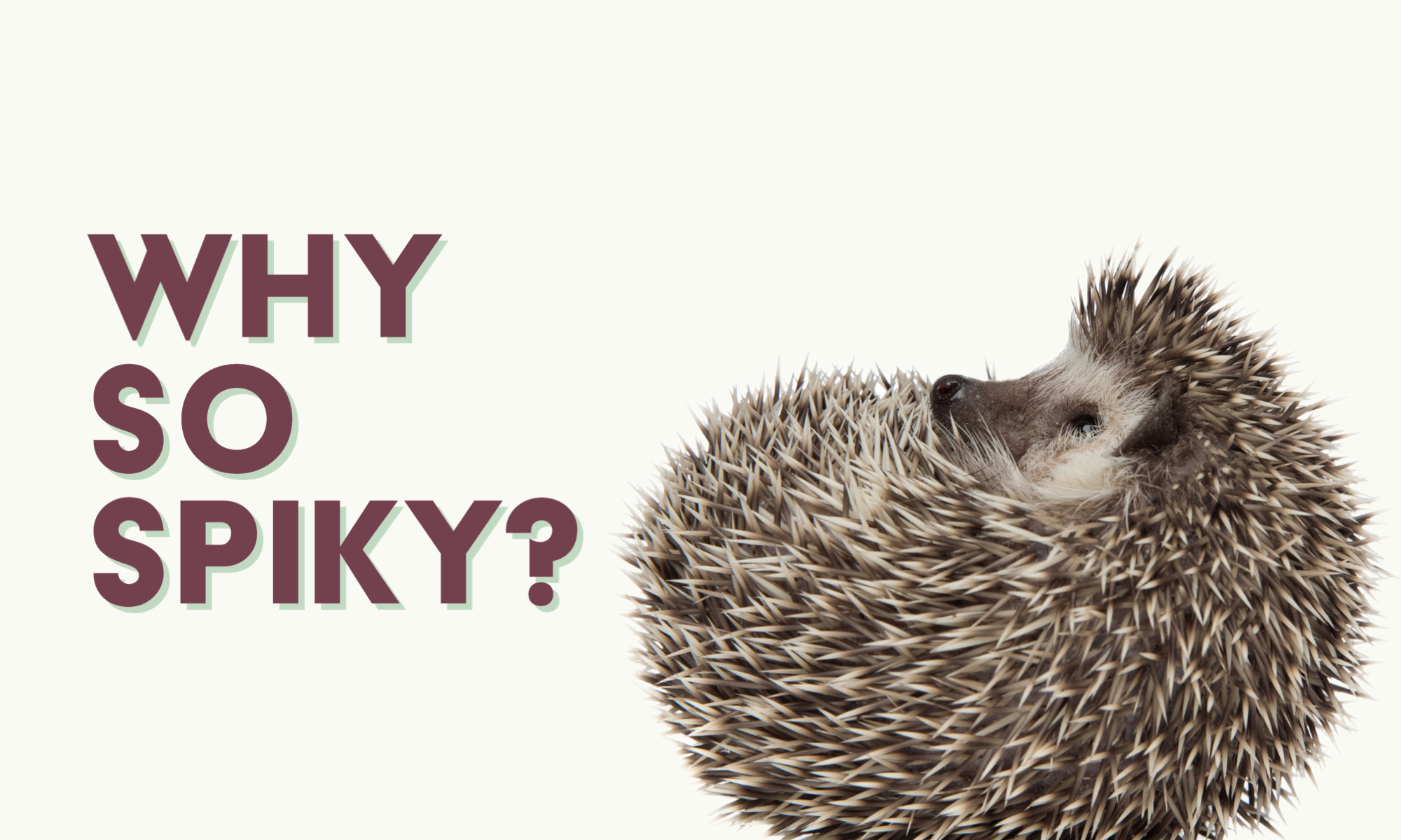 Why Do Hedgehogs Have Spikes?