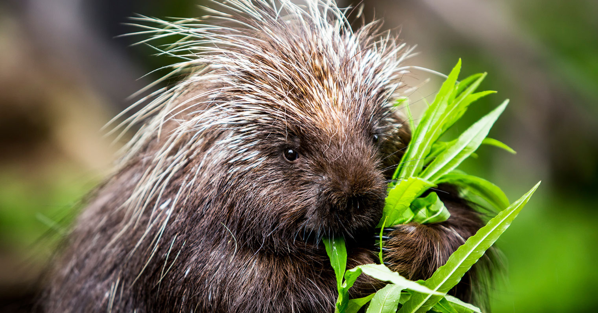 Porcupine quills are covered in - QI - Quite Interesting