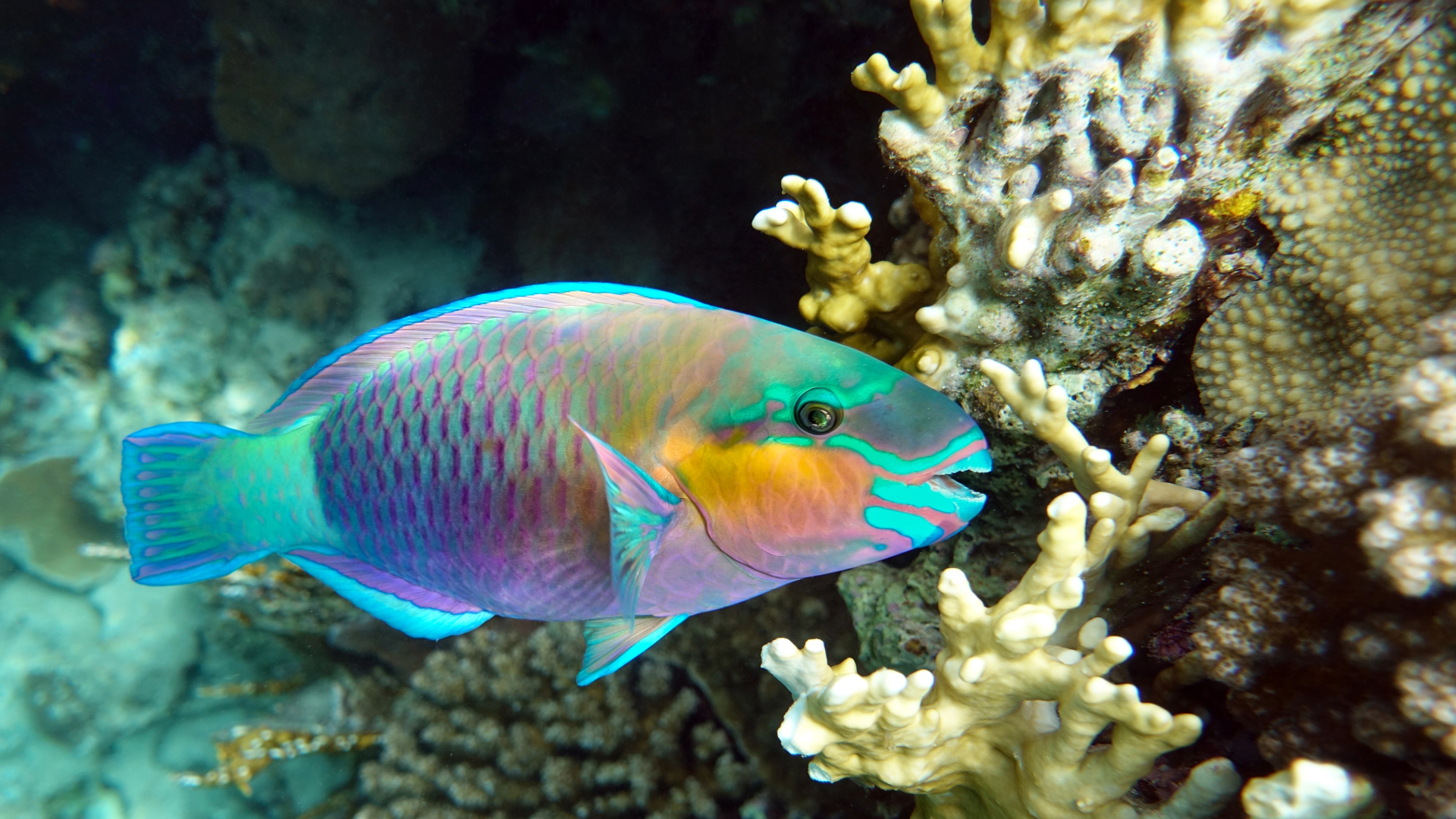 The Secret Ingredient to the Perfect Beach Sand? Parrotfish Poop