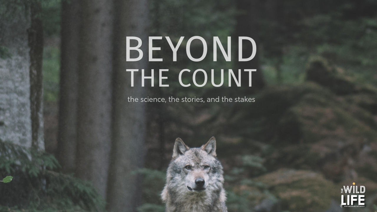 The MN Wolf Count: What the Numbers Do (and Don’t) Tell Us