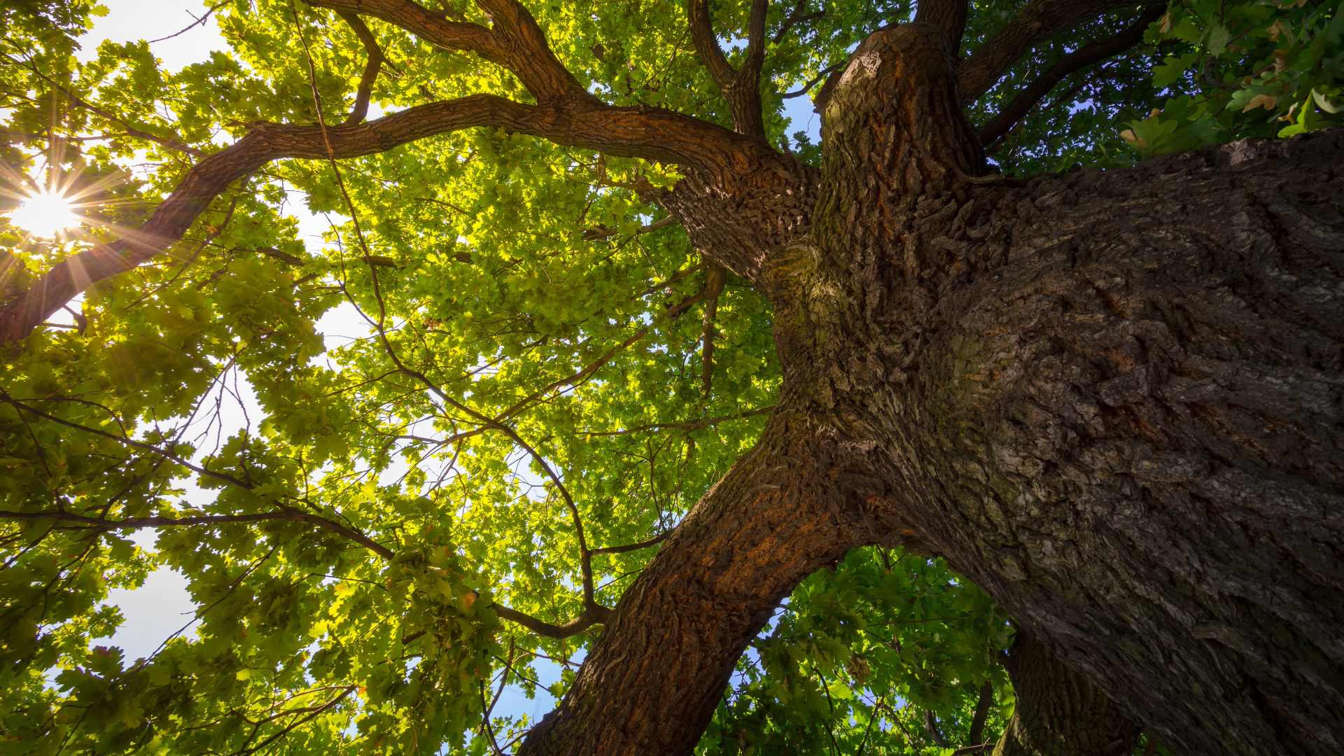 The Great Wanting and The Last Tree