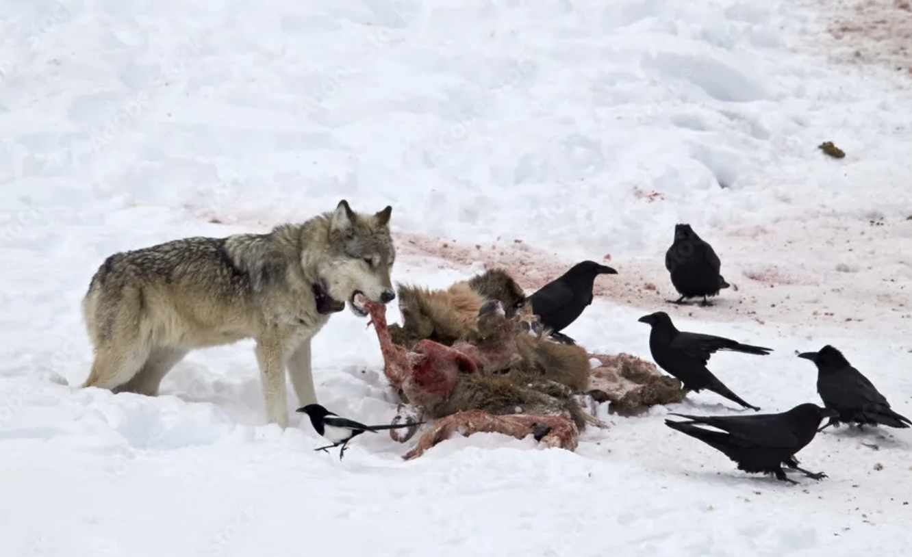 Wolves are More Than a Number