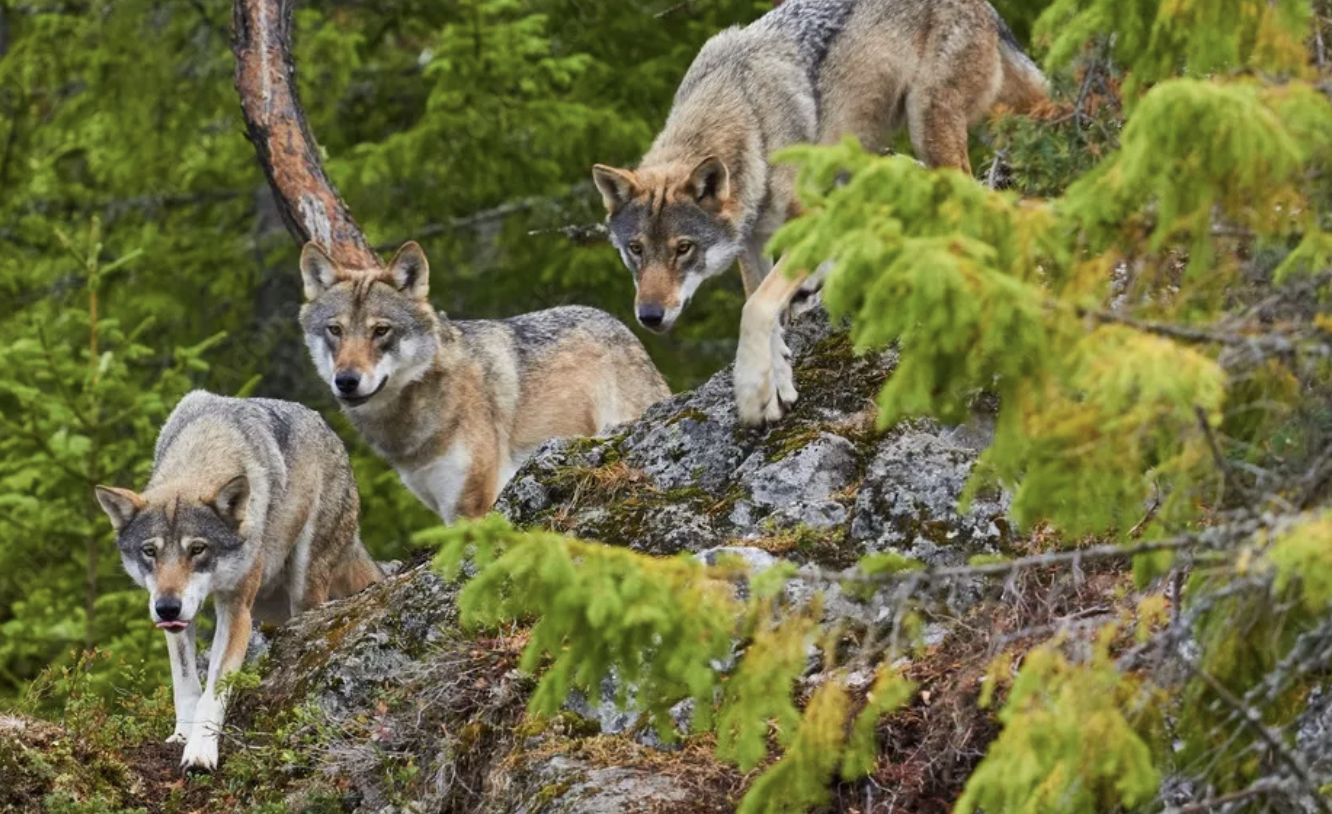 Between the Lines: Science, Silence, and the Stories We Tell About Wolves